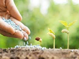 بذور وشتلات